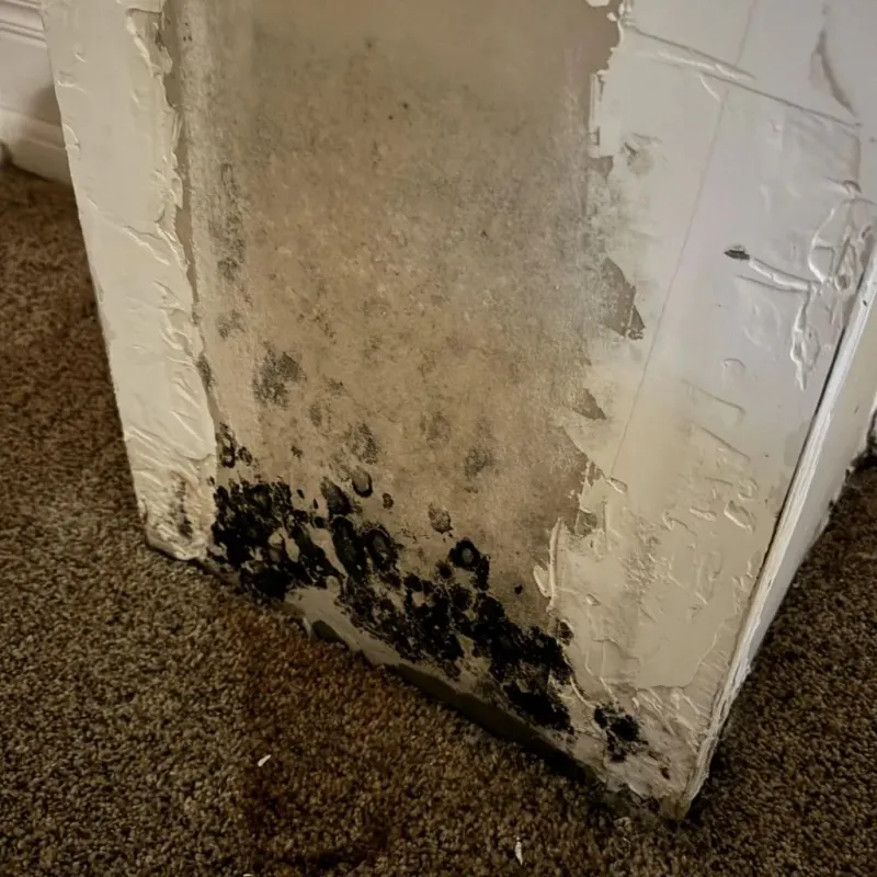 Professional Mold Removal in Marion County, IA
